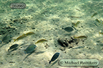 Doctorfish (Acanthurus chirurgus)